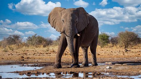 dangerous animals in the philippines|Namibia to Cull More Than 700 Wild Animals for Meat During .